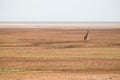 Solitary giraffe in Amboseli national park, Kenya. Royalty Free Stock Photo