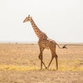 Solitary giraffe in Amboseli national park, Kenya. Royalty Free Stock Photo