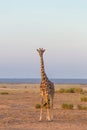 Solitary giraffe in Amboseli national park, Kenya. Royalty Free Stock Photo