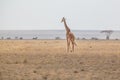 Solitary giraffe in Amboseli national park, Kenya. Royalty Free Stock Photo