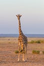 Solitary giraffe in Amboseli national park, Kenya. Royalty Free Stock Photo