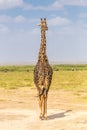 Solitary giraffe in Amboseli national park, Kenya. Royalty Free Stock Photo