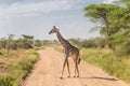 Solitary giraffe in Amboseli national park, Kenya. Royalty Free Stock Photo