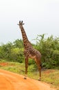 Solitary giraffe crossing the track in the savannah Royalty Free Stock Photo