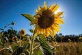 Solitary golden sunflower stands out on a blue field., generative IA