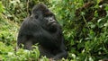 Silver back gorilla with green background