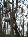 A Solitary Gray Christmas or Holiday Ornament Hung on a Nearly Bare Branch in the Forest or Woods