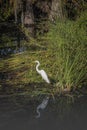 Portrait of a Great Egret in a Cypress Swamp Royalty Free Stock Photo