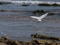 Great Egret Taking Flight from Coquina Rocks on Beach Royalty Free Stock Photo