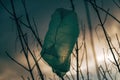 A solitary green bag hangs from a bare tree branch, a stark contrast against the cloudy winter sky Royalty Free Stock Photo