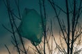 A solitary green bag hangs from a bare tree branch, a stark contrast against the cloudy winter sky Royalty Free Stock Photo