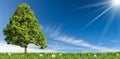 Solitary Green Tree on a Meadow Against a Blue Sky with Clouds and Sunbeams