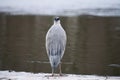 Solitary grey heron standing on the shore and looking at the water.