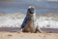 Solitary grey seal sitting up on the beach.