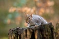 A solitary Grey Squirrel crawls over a tree stump in a woodland