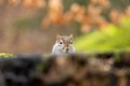 A solitary Grey Squirrel peeps over a tree stump in a woodland
