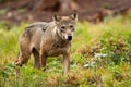 Solitary grey wolf wandering the mountains in summer and looking to camera