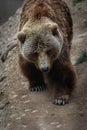 Solitary grizzly bear ambling along a dusty road