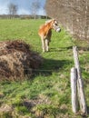 Solitary horse at the corner of a pasture