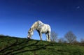 Solitary horse in field with blue sky background