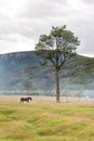 A solitary horse grazing next to a tree in Tierra del Fuego National Park