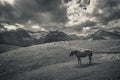 Solitary horse in the mountain