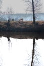 A solitary horse and the reflections on the river