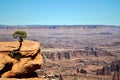 Solitary Juniper Tree, Dead Horse Point State Park - Moab, Utah