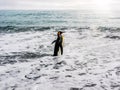 A King penguin wading into the sea. Royalty Free Stock Photo