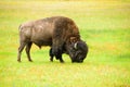 Solitary large bison grazing at Yellowstone National Park Royalty Free Stock Photo