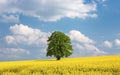 Solitary large tree in a yellow rapeseed field Royalty Free Stock Photo