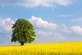 Solitary large tree in a yellow rapeseed field Royalty Free Stock Photo