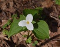 A solitary large white trillium plant emerging in a spring forest.