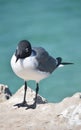 Solitary Laughing Gull Standing on Top a Rock