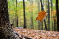 a solitary leaf falling from tree in a forest Royalty Free Stock Photo