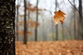 a solitary leaf falling from tree in a forest Royalty Free Stock Photo