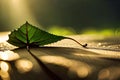 A solitary leaf on the forest floor, bathed in the soft morning sunlight, with tiny dewdrops glistening like diamonds Royalty Free Stock Photo