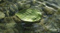 A solitary leaf perhaps torn from its original source drifts peacefully in the water its herbal powers dispersed in the Royalty Free Stock Photo