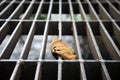 Solitary Leaf Trapped in Urban Metal Grid