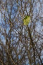 Solitary leaf on a twig Royalty Free Stock Photo