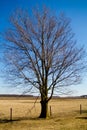 Solitary Leafless Tree in Early Spring Rural Landscape