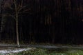 Solitary leafless tree beside an empty road - dense forest backdrop under a dark sky - illuminated by artificial light Royalty Free Stock Photo