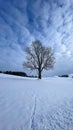 Solitary leafless tree in a snowy meadow.