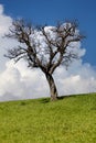 solitary leafless tree stands against a vibrant green field under a clear blue sky