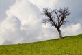 solitary leafless tree stands against a vibrant green field under a clear blue sky