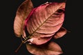 solitary leaves and petals of a pink rose