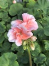 Solitary light salmon colored geranium