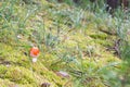 A solitary little fly agaric on a green bush of moss and tufts of grass