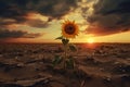 Solitary Lonely sunflower. Generate Ai