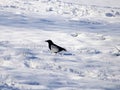 Solitary magpie gazing in snow covered grounds